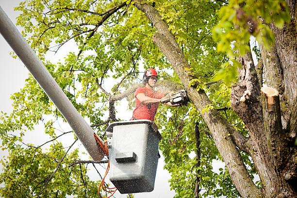 Large Tree Removal in Lake Mills, WI